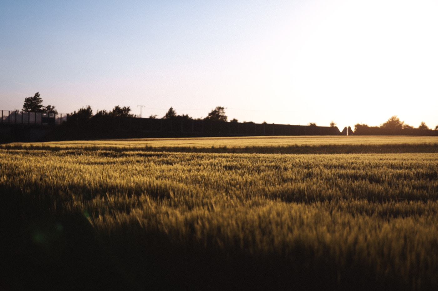 Golden wheat fields at harvest